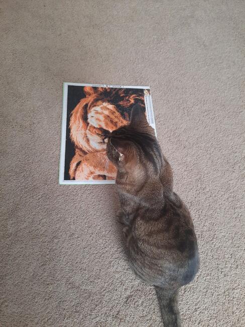 seeing-himself-in-that-lion