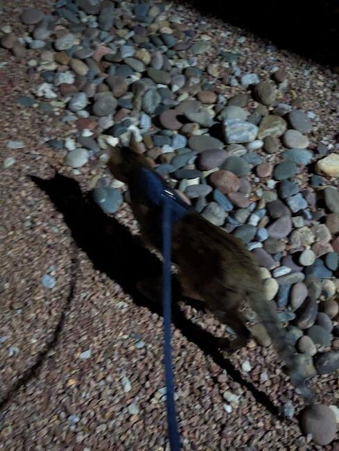 toby-walking-outdoors-2