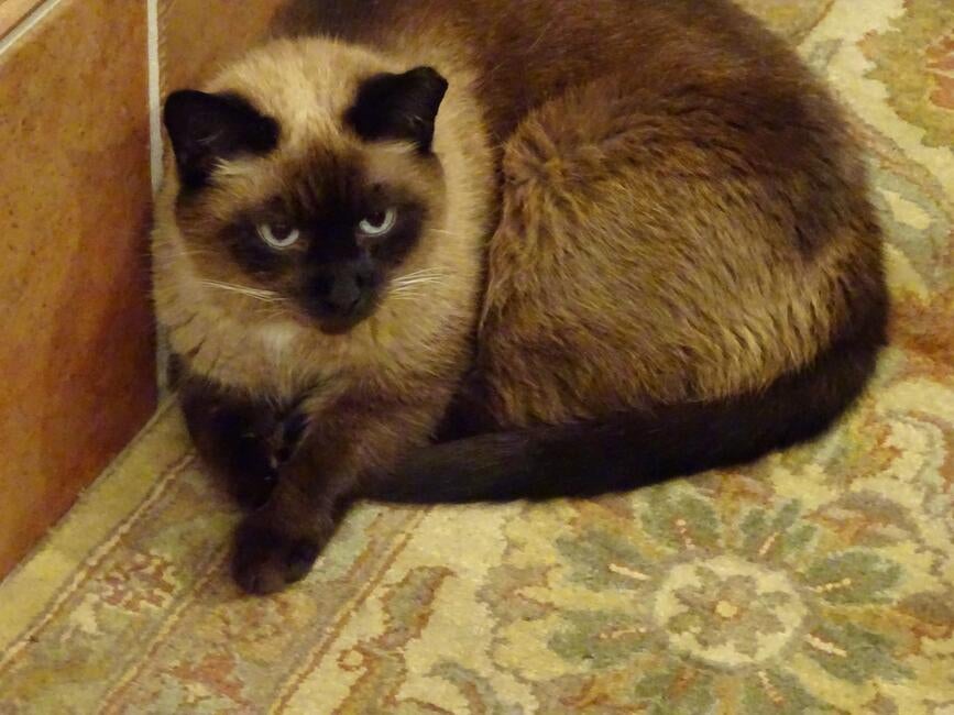 rose-kitty