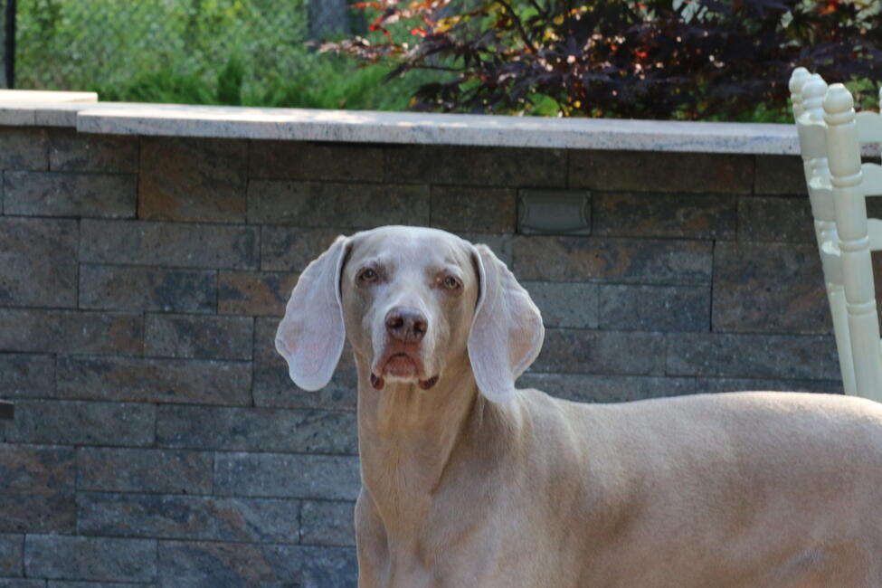 98843271-f3af-4de6-99e9-1606fe722a9bimg_4267