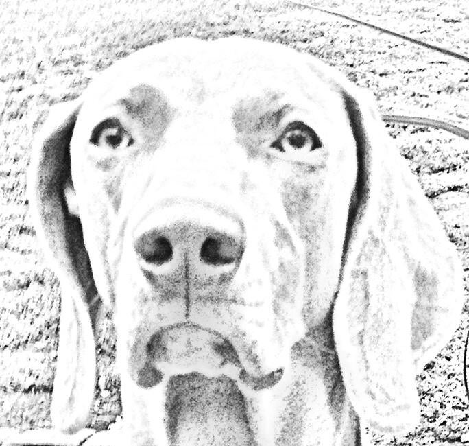 luna20pencil20sketch