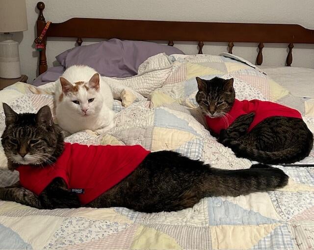 all-3-on-bed