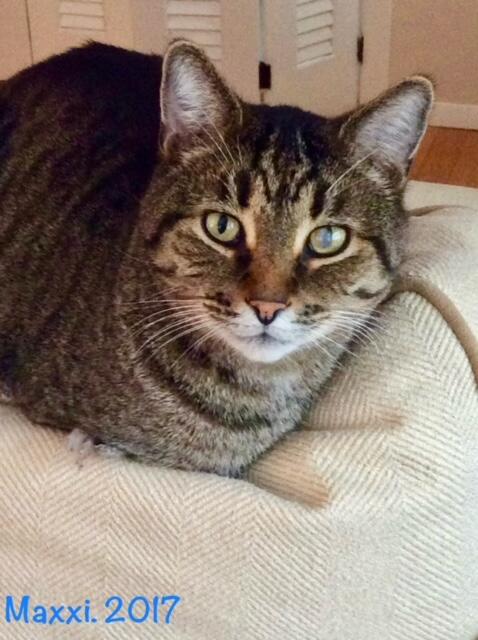 closeup-maxxi-in-loiss-den