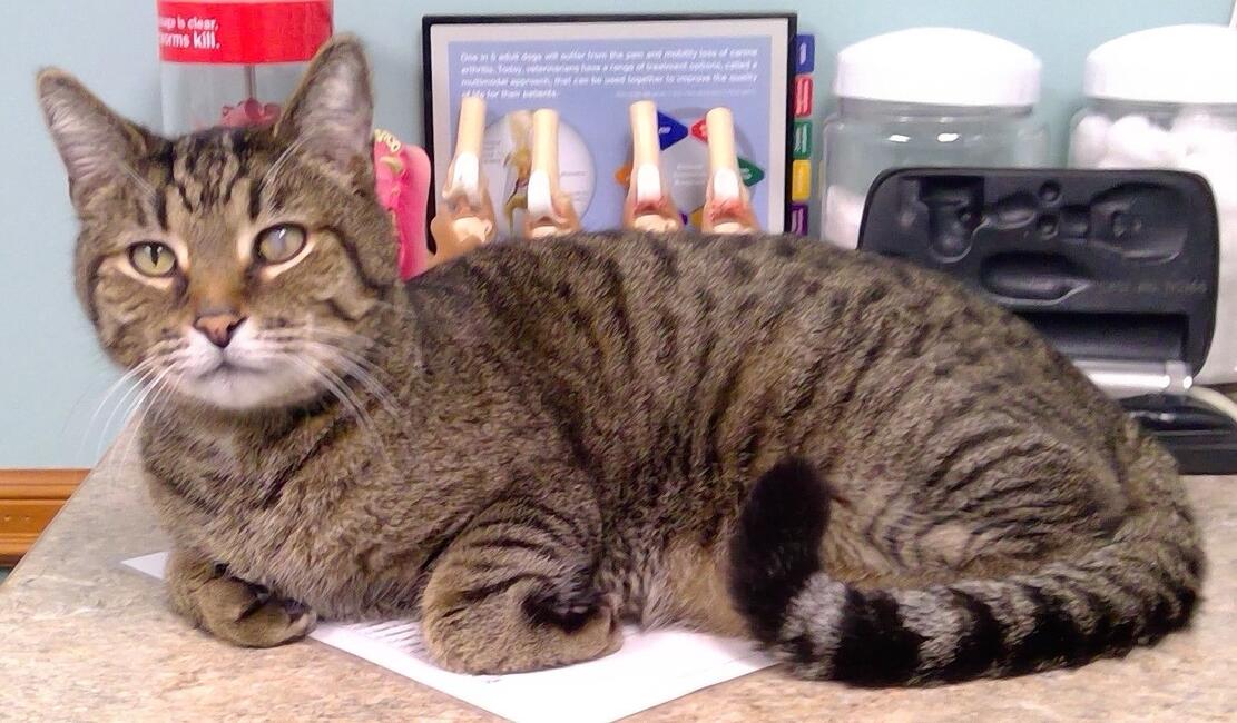 first-vet-appt-on-counter-in-exam-room