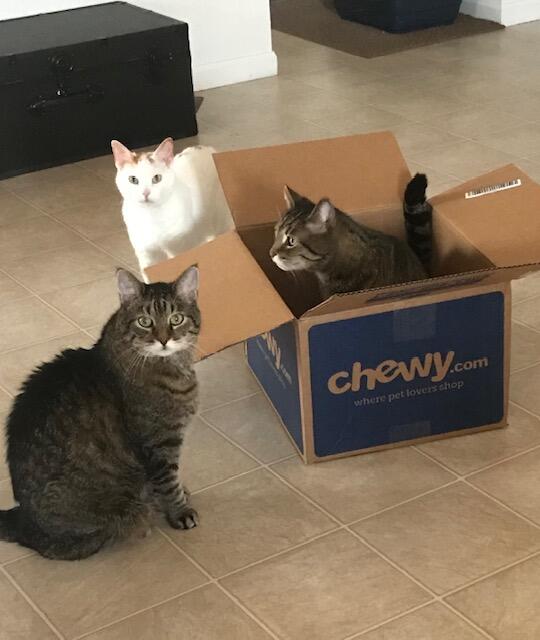 happier-times-all-three-in-chewy-box