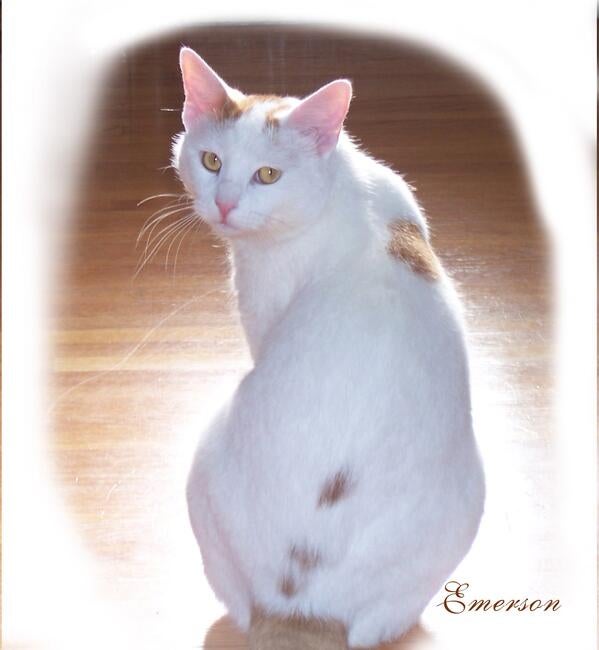 his-prize-winning-photo-2009