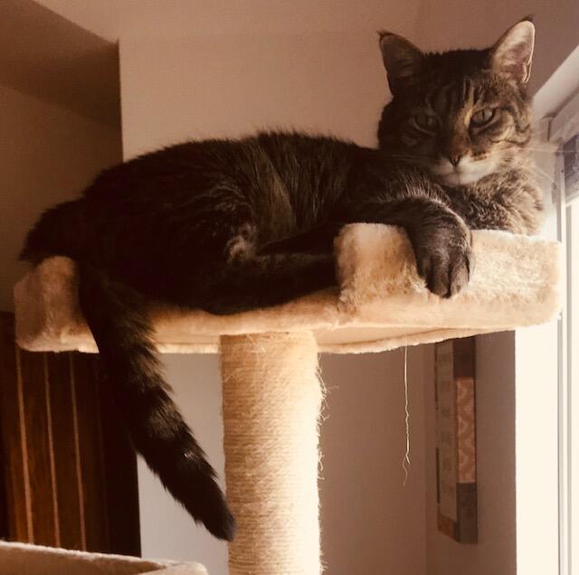 in-cat-tree-perch-5