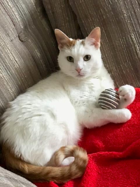 on-red-blanket-with-ball