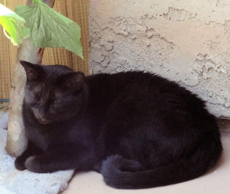 riley-verboort-on-apt-balcony-2014-07-26