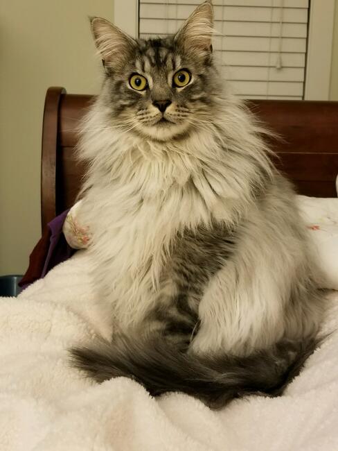 3021-mms-1520208753403-attachment1-2496