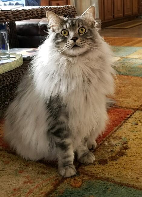 3022-mms-1520208753403-attachment1-20180303_143604