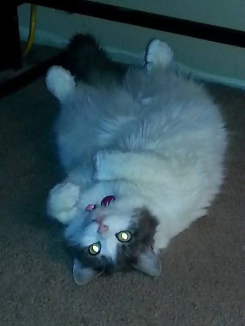 inbound1510179856497365590