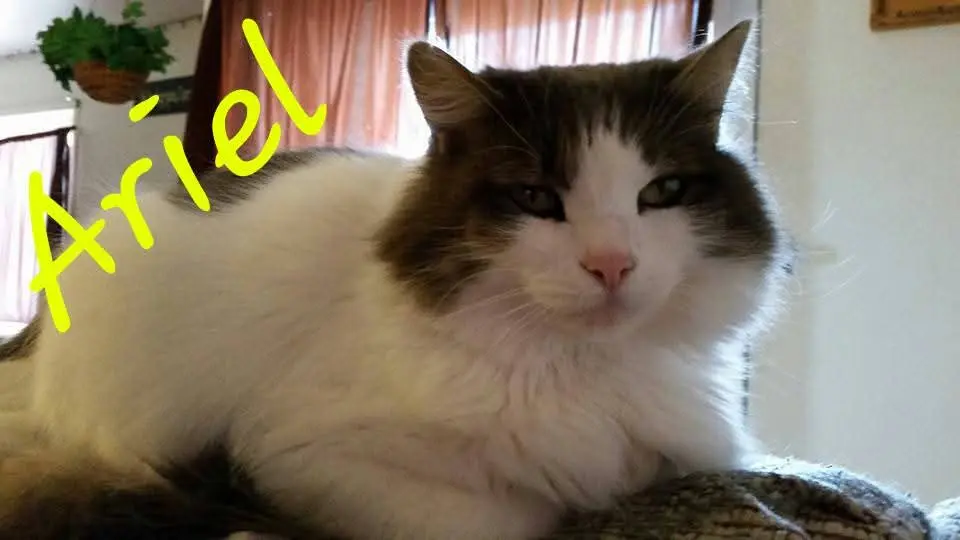 inbound4273705772611865300