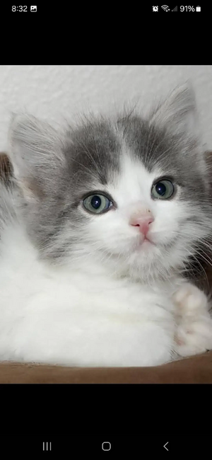 inbound4278720293385675607