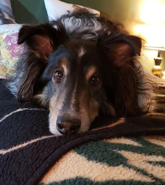 my-sweet-big-jim-dandy