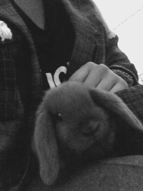 bunny10