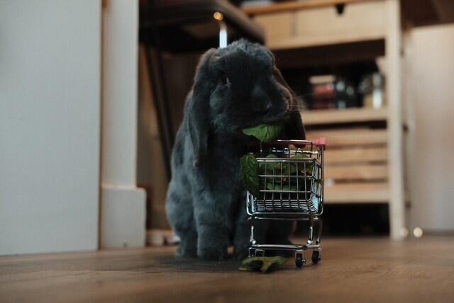 bunny2