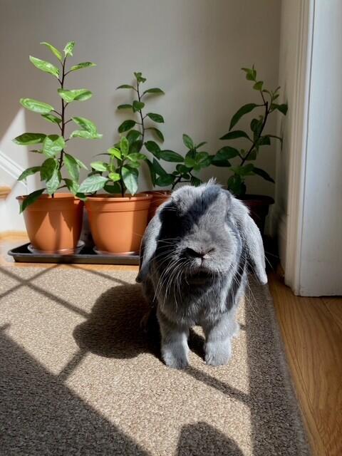 bunny4