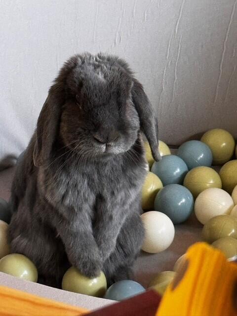 bunny6