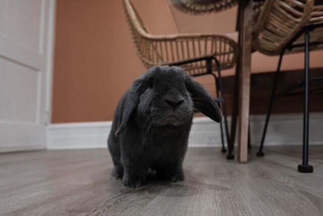bunny7
