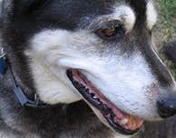 Memorial-image-of-Domino