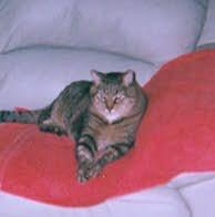 Memorial-image-of-Fatty-Joe