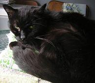 Memorial-image-of-Frisky
