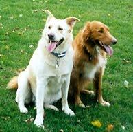 Memorial-image-of-Ginger-&-Red