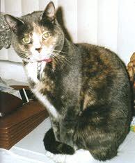 Memorial-image-of-Misty