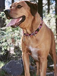 Memorial-image-of-Moose