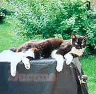 Memorial-image-of-Muffin-Leonard