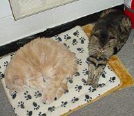 Memorial-image-of-Nellie-&-Muffin