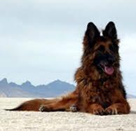 Memorial-image-of-Nikki