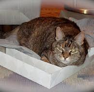 Memorial-image-of-Pandora