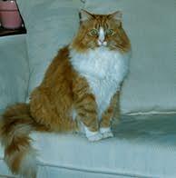 Memorial-image-of-Puff