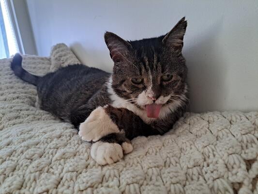 Memorial-image-of-Hobbie-Bassett-