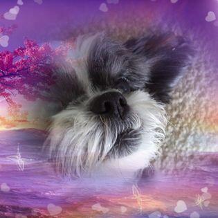 Memorial-image-of-Babie-J