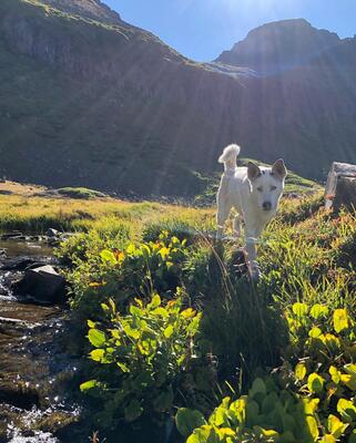 Memorial-image-of-Sadie