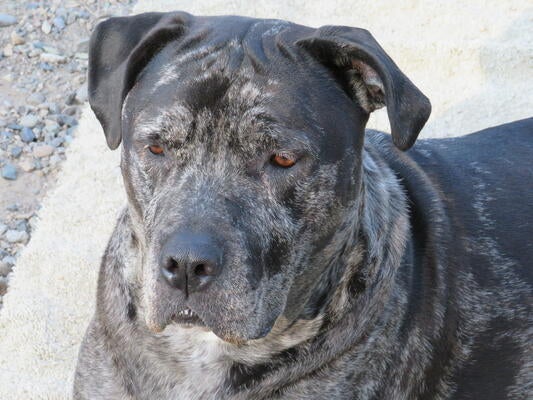 Memorial-image-of-Lena