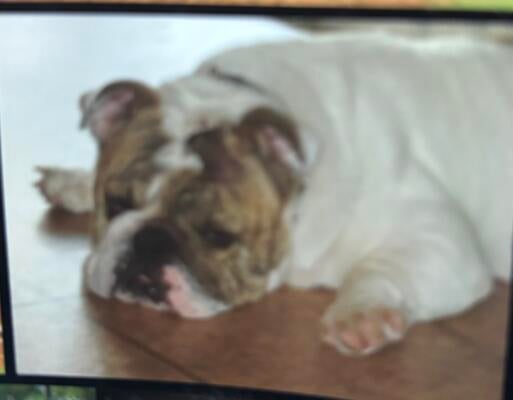 Memorial-image-of-Patch-