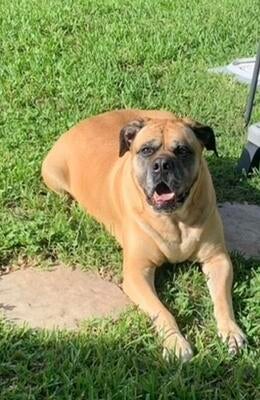 Memorial-image-of-Nala