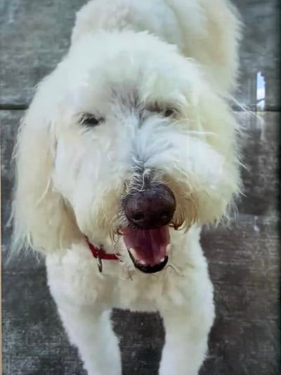 Memorial-image-of-Riley