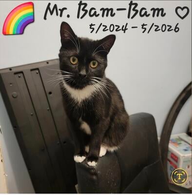 Memorial-image-of-Bam-Bam
