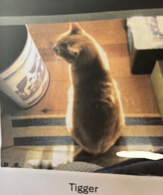 Memorial-image-of-Tigger