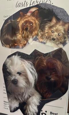 Memorial-image-of-Toby,-Duke,-&-Otis