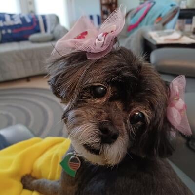 Memorial-image-of-Molly