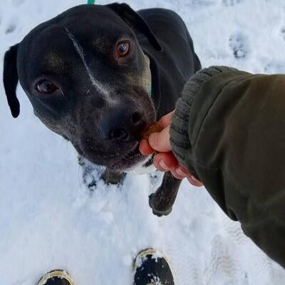 Memorial-image-of-Cleo