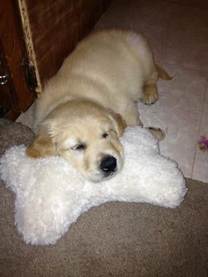 Memorial-image-of-Deuce