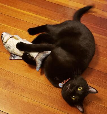 Memorial-image-of-Spidey-Cat