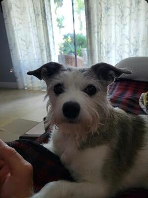 Memorial-image-of-Sasha